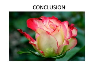 CONCLUSION