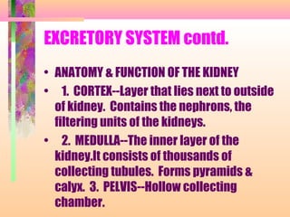 EXCRETORY SYSTEM contd.
• ANATOMY & FUNCTION OF THE KIDNEY
• 1. CORTEX--Layer that lies next to outside
of kidney. Contains the nephrons, the
filtering units of the kidneys.
• 2. MEDULLA--The inner layer of the
kidney.It consists of thousands of
collecting tubules. Forms pyramids &
calyx. 3. PELVIS--Hollow collecting
chamber.
 