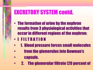 EXCRETORY SYSTEM contd.
• The formation of urine by the nephron
results from 3 physiological activities that
occur in different regions of the nephron:
• I F I L T R A T I O N
• 1. Blood pressure forces small molecules
• from the glomerulus into Bowman’s
• capsule.
• 2. The glomerular filtrate (20 percent of
 