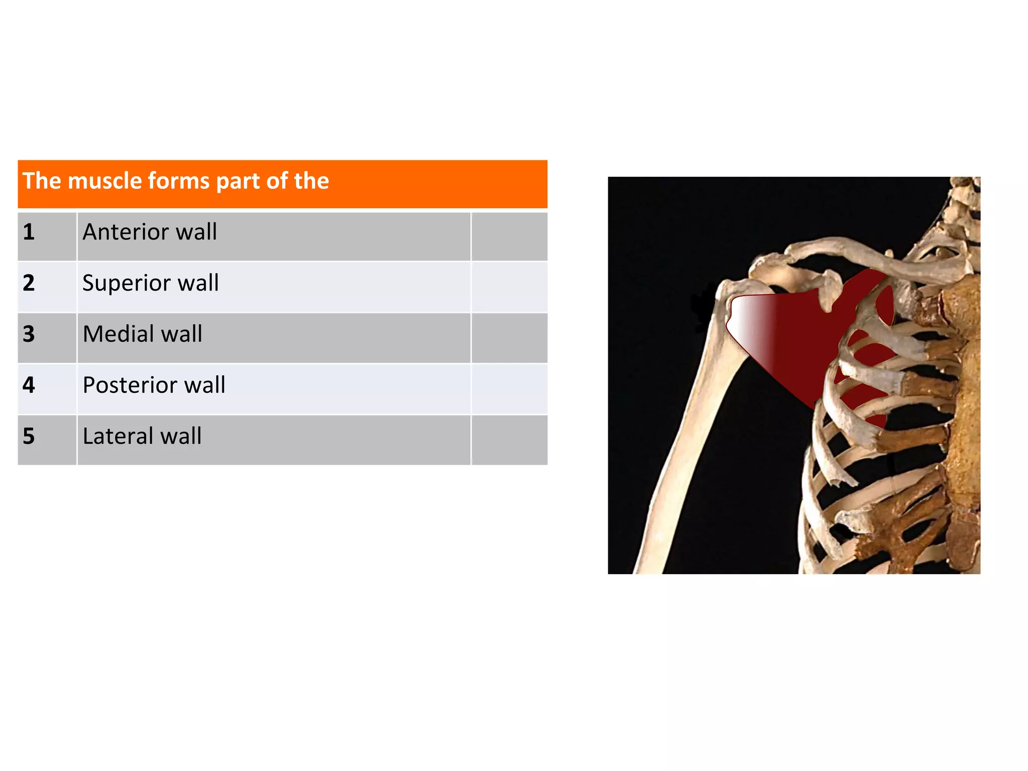 The muscle forms part of the
1 Anterior wall
2 Superior wall
3 Medial wall
4 Posterior wall
5 Lateral wall
 