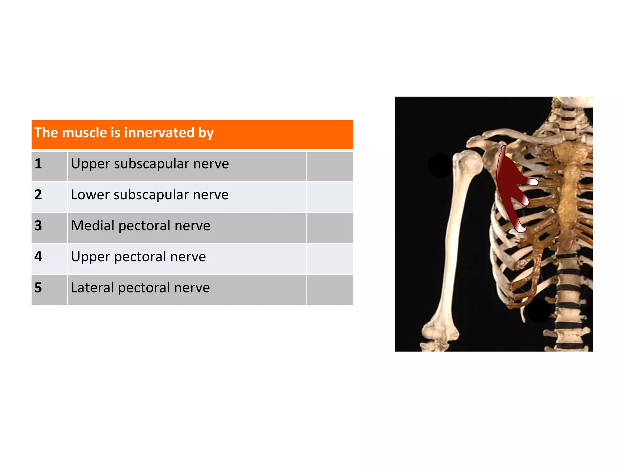 The muscle is innervated by
1 Upper subscapular nerve
2 Lower subscapular nerve
3 Medial pectoral nerve
4 Upper pectoral nerve
5 Lateral pectoral nerve
 