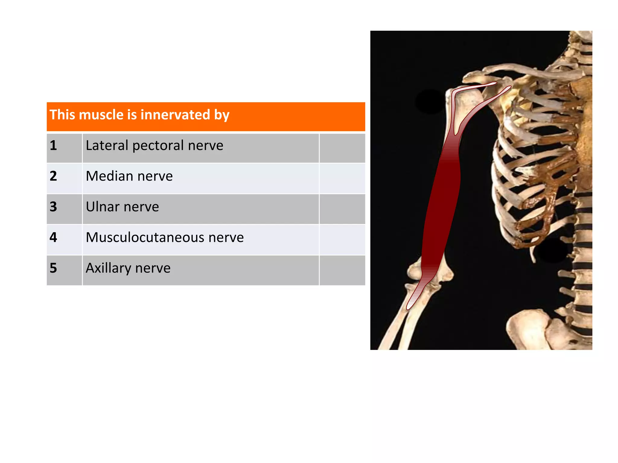 This muscle is innervated by
1 Lateral pectoral nerve
2 Median nerve
3 Ulnar nerve
4 Musculocutaneous nerve
5 Axillary nerve
 