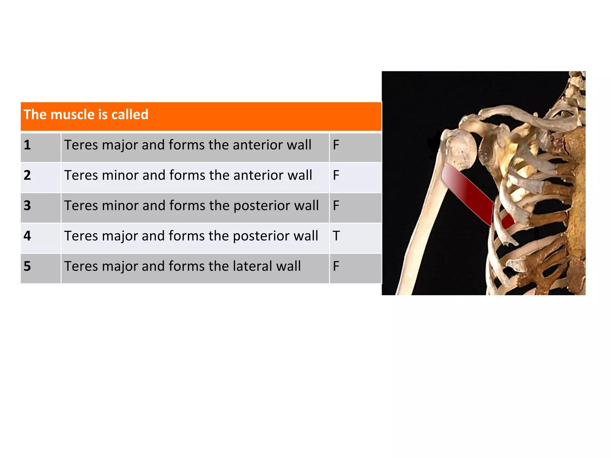 The muscle is called
1 Teres major and forms the anterior wall F
2 Teres minor and forms the anterior wall F
3 Teres minor and forms the posterior wall F
4 Teres major and forms the posterior wall T
5 Teres major and forms the lateral wall F
 