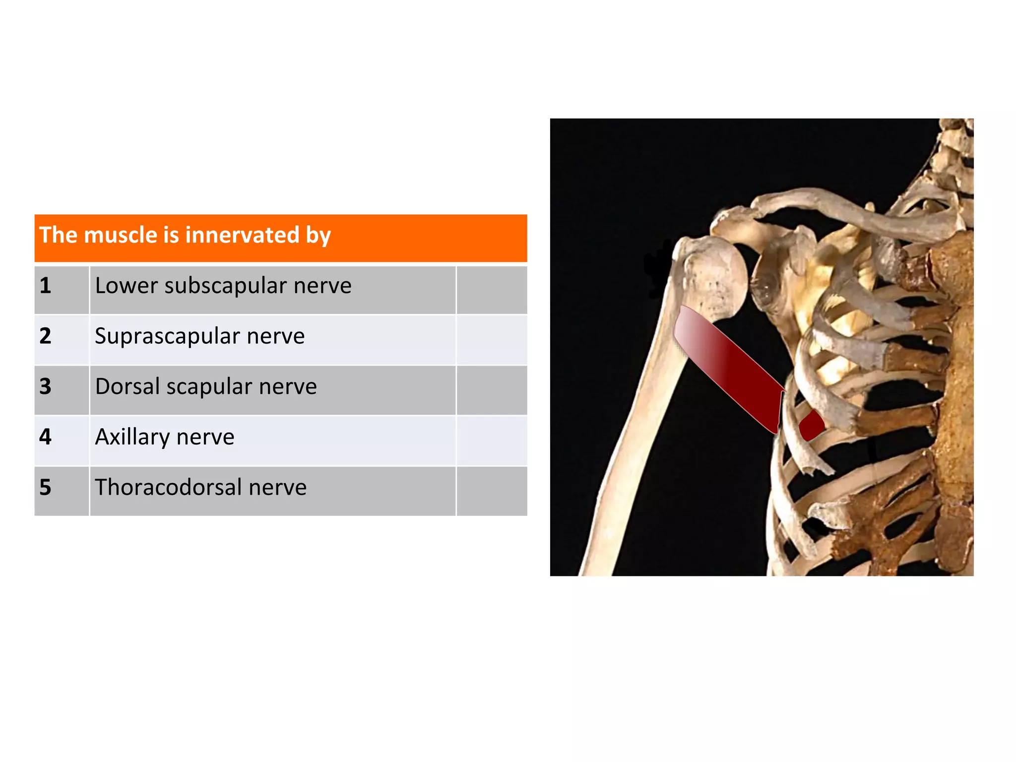 The muscle is innervated by
1 Lower subscapular nerve
2 Suprascapular nerve
3 Dorsal scapular nerve
4 Axillary nerve
5 Thoracodorsal nerve
 