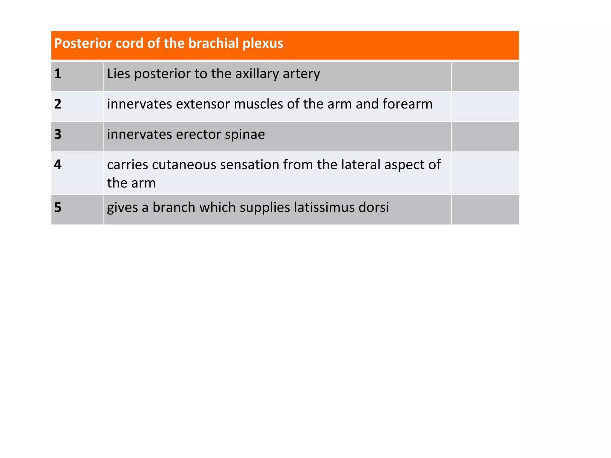 Posterior cord of the brachial plexus
1 Lies posterior to the axillary artery
2 innervates extensor muscles of the arm and forearm
3 innervates erector spinae
4 carries cutaneous sensation from the lateral aspect of
the arm
5 gives a branch which supplies latissimus dorsi
 