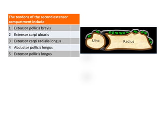 Exam Questions Forearm Extensors | PPT