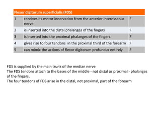 Exam Questions Forearm Superficial Flexors | PPTX