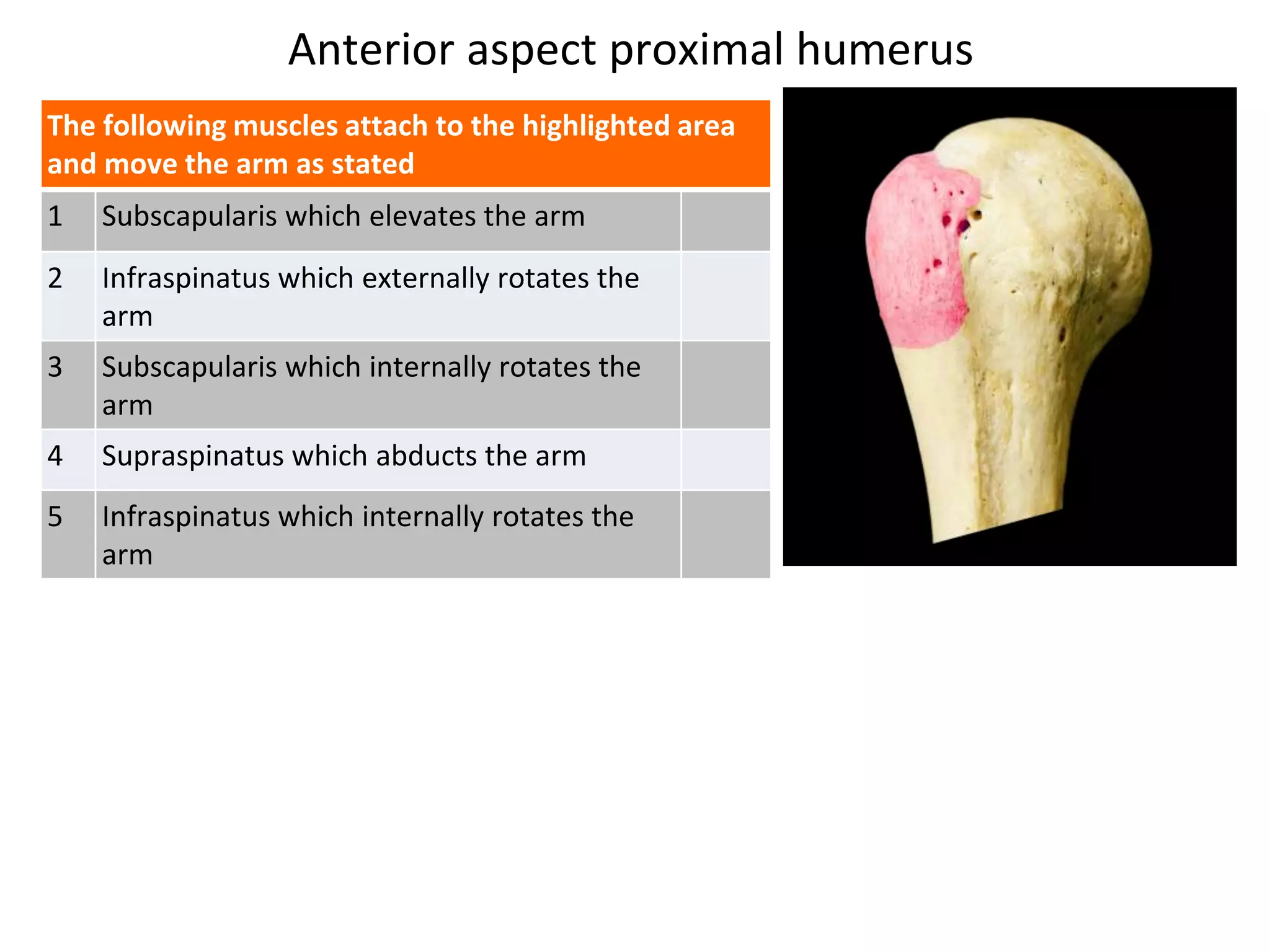 Anterior aspect proximal humerus
The following muscles attach to the highlighted area
and move the arm as stated
1 Subscapularis which elevates the arm
2 Infraspinatus which externally rotates the
arm
3 Subscapularis which internally rotates the
arm
4 Supraspinatus which abducts the arm
5 Infraspinatus which internally rotates the
arm
 