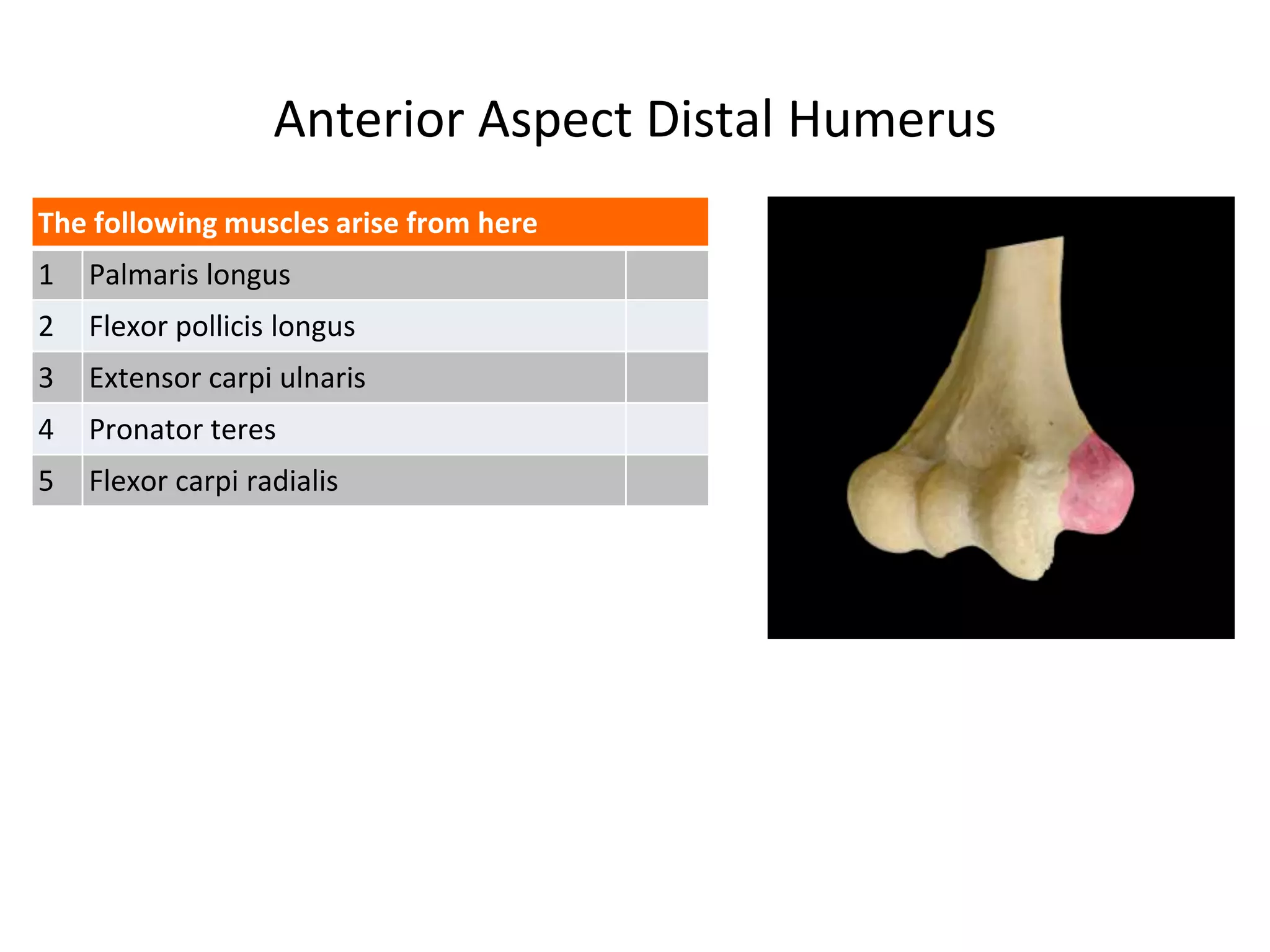 Anterior Aspect Distal Humerus
The following muscles arise from here
1 Palmaris longus
2 Flexor pollicis longus
3 Extensor carpi ulnaris
4 Pronator teres
5 Flexor carpi radialis
 