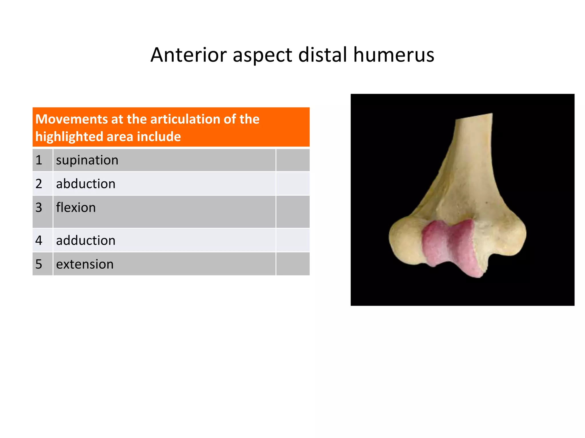 Anterior aspect distal humerus
Movements at the articulation of the
highlighted area include
1 supination
2 abduction
3 flexion
4 adduction
5 extension
 