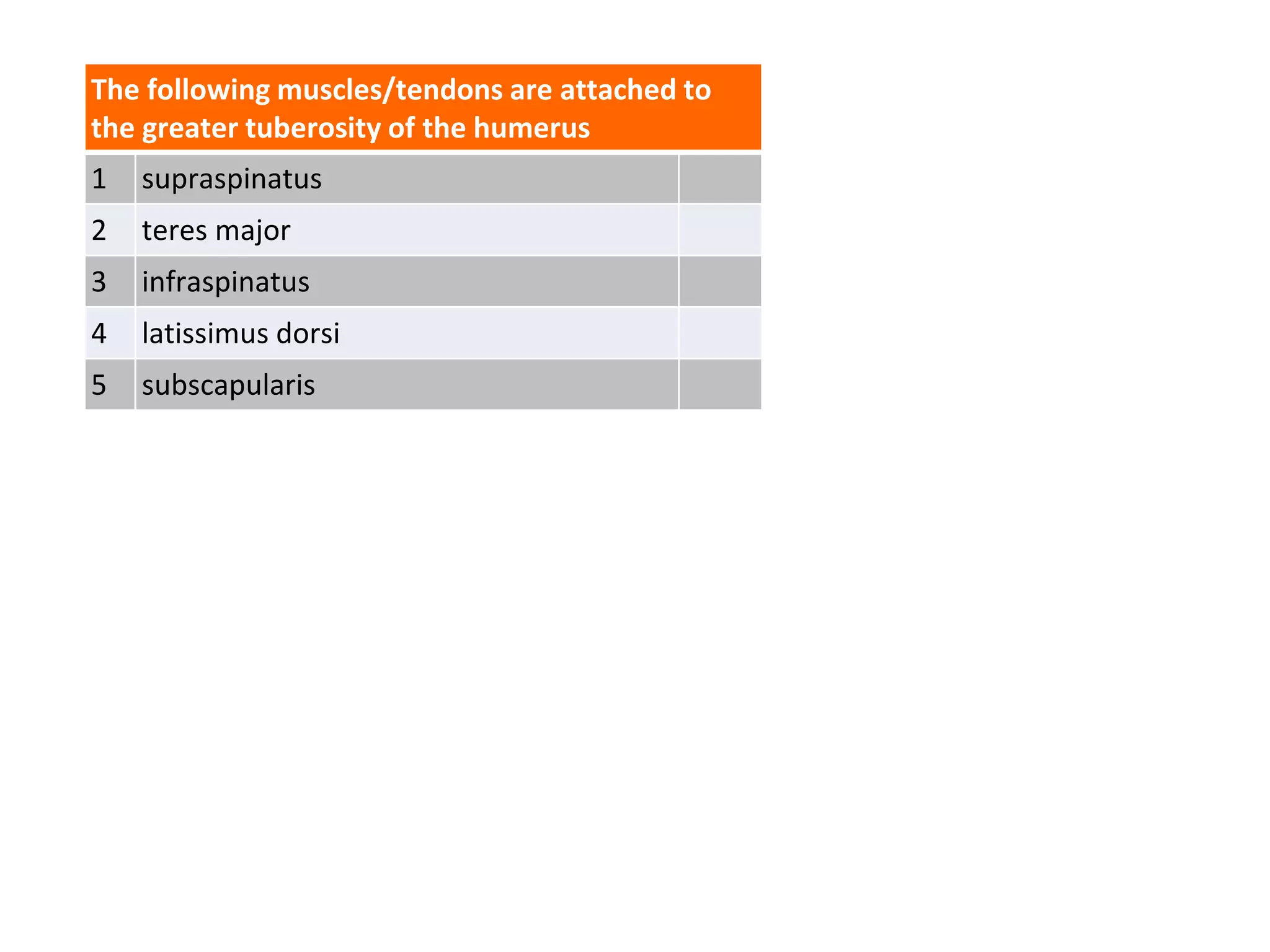 The following muscles/tendons are attached to
the greater tuberosity of the humerus
1 supraspinatus
2 teres major
3 infraspinatus
4 latissimus dorsi
5 subscapularis
 