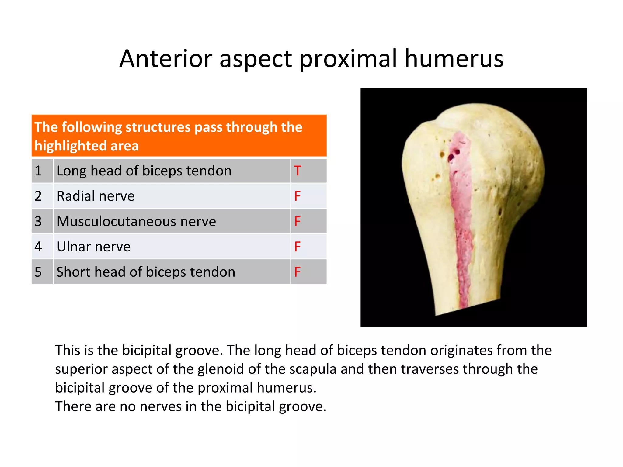 Anterior aspect proximal humerus
The following structures pass through the
highlighted area
1 Long head of biceps tendon T
2 Radial nerve F
3 Musculocutaneous nerve F
4 Ulnar nerve F
5 Short head of biceps tendon F
This is the bicipital groove. The long head of biceps tendon originates from the
superior aspect of the glenoid of the scapula and then traverses through the
bicipital groove of the proximal humerus.
There are no nerves in the bicipital groove.
 
