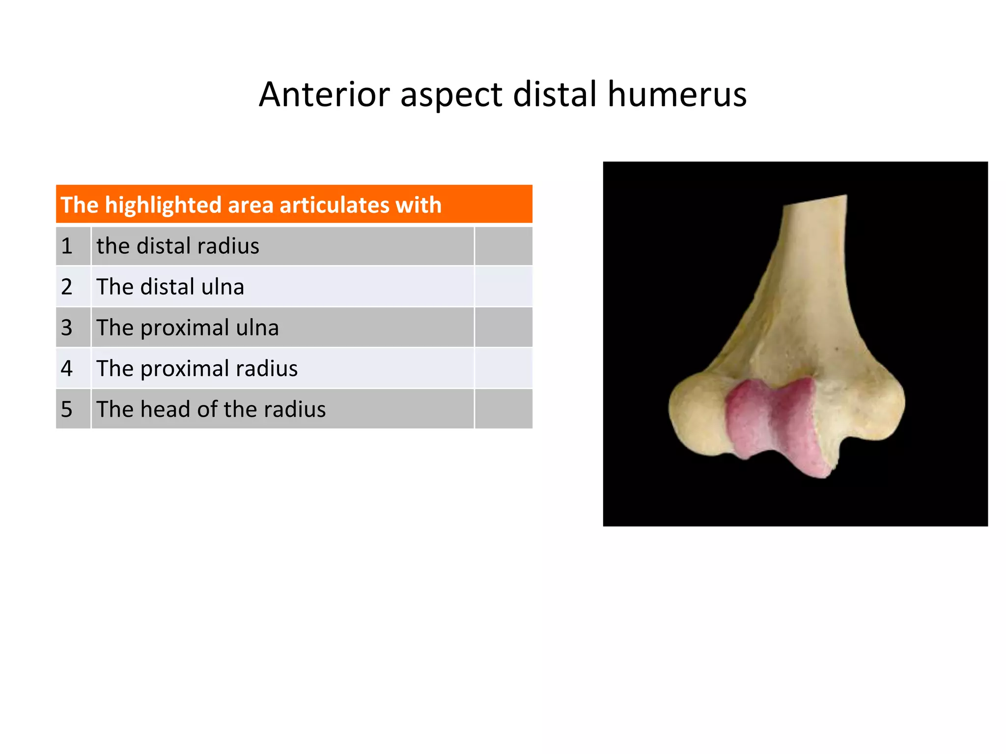 Anterior aspect distal humerus
The highlighted area articulates with
1 the distal radius
2 The distal ulna
3 The proximal ulna
4 The proximal radius
5 The head of the radius
 