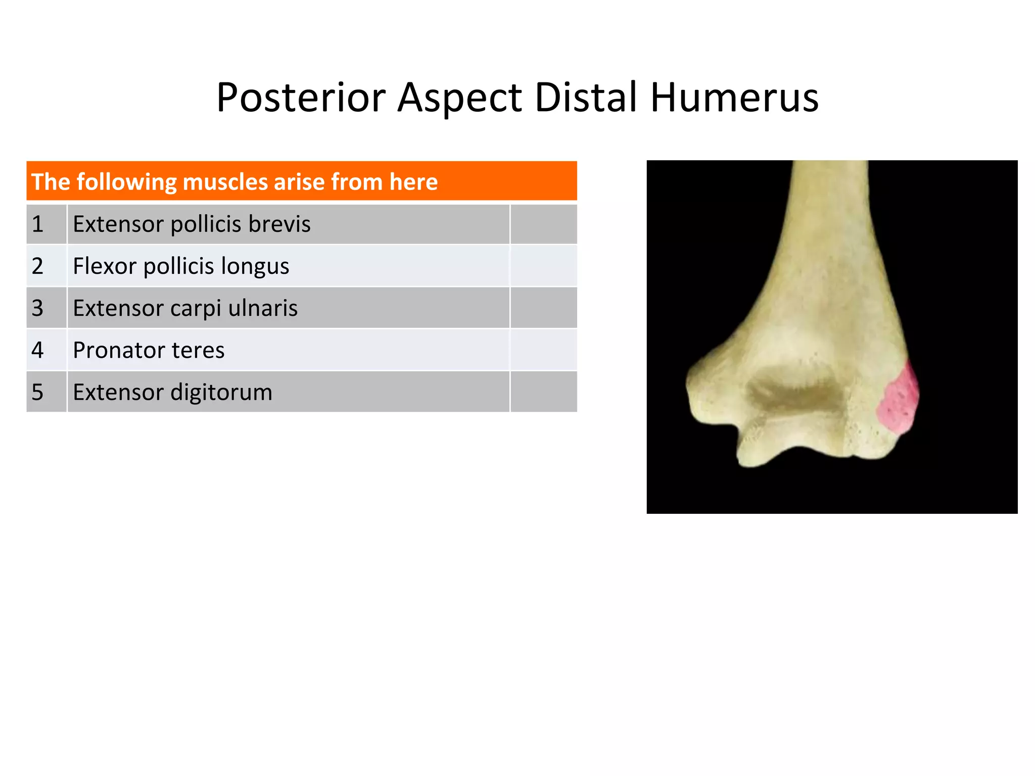 Posterior Aspect Distal Humerus
The following muscles arise from here
1 Extensor pollicis brevis
2 Flexor pollicis longus
3 Extensor carpi ulnaris
4 Pronator teres
5 Extensor digitorum
 