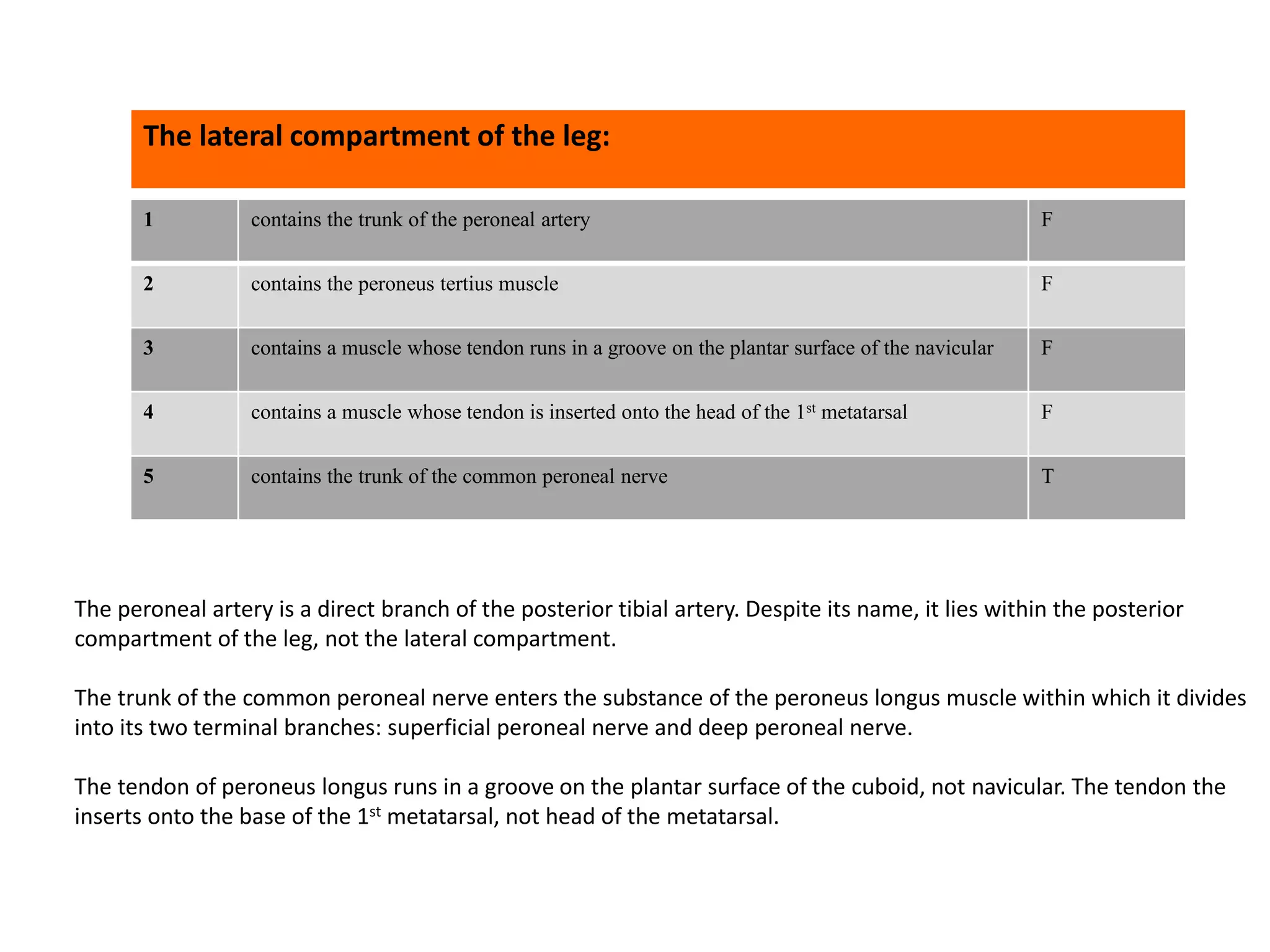 1 contains the trunk of the peroneal artery F
2 contains the peroneus tertius muscle F
3 contains a muscle whose tendon runs in a groove on the plantar surface of the navicular F
4 contains a muscle whose tendon is inserted onto the head of the 1st metatarsal F
5 contains the trunk of the common peroneal nerve T
The lateral compartment of the leg:
The peroneal artery is a direct branch of the posterior tibial artery. Despite its name, it lies within the posterior
compartment of the leg, not the lateral compartment.
The trunk of the common peroneal nerve enters the substance of the peroneus longus muscle within which it divides
into its two terminal branches: superficial peroneal nerve and deep peroneal nerve.
The tendon of peroneus longus runs in a groove on the plantar surface of the cuboid, not navicular. The tendon the
inserts onto the base of the 1st metatarsal, not head of the metatarsal.
 