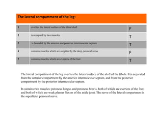 Questions; Lateral Leg | PPT
