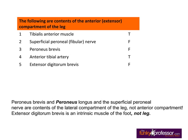 Exam Questions Anterior Leg | PPT