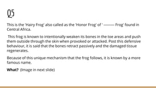 Q5
This is the 'Hairy Frog' also called as the 'Honor Frog' of ' --------- Frog' found in
Central Africa.
This frog is known to intentionally weaken its bones in the toe areas and push
them outside through the skin when provoked or attacked. Post this defensive
behaviour, it is said that the bones retract passively and the damaged tissue
regenerates.
Because of this unique mechanism that the frog follows, it is known by a more
famous name.
What? (Image in next slide)
 
