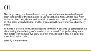 Q11
This large evergreen broad-leaved tree grows in the area from the Gangetic
Plain in foothills of the Himalayas to South-East Asia, Nepal, Indonesia, New
Guinea to Australia, Guam, and Hawaii. Its seeds are covered by an outer shell
of blue color when fully ripe, and for this reason they are known as blueberry
beads.
Its name is derived from a Hindu legend in which, X became so compassionate
after seeing the sufferings of mankind that he couldn’t stop shedding a tear.
This single tear from X’s eye grew into this tree. Its fruit is green in color but
turns black when dried.
Identify X and the tree.
 