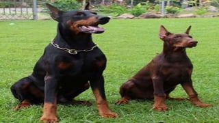 Tudo mudou quando
Marcos descobriu o
Google Tradutor
Ele usa o aplicativo para os clientes
descreverem os problemas nas
câmeras.
Marcos pode atender aos clientes de
forma personalizada porque entende do
que eles precisam.
 