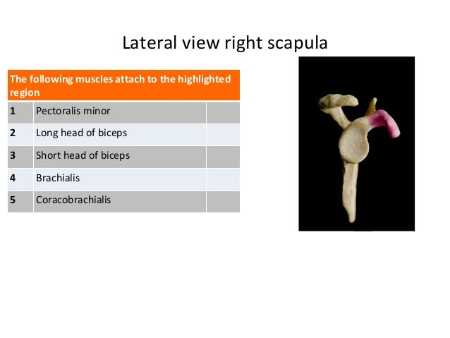 Latest scap_ha Study Plan