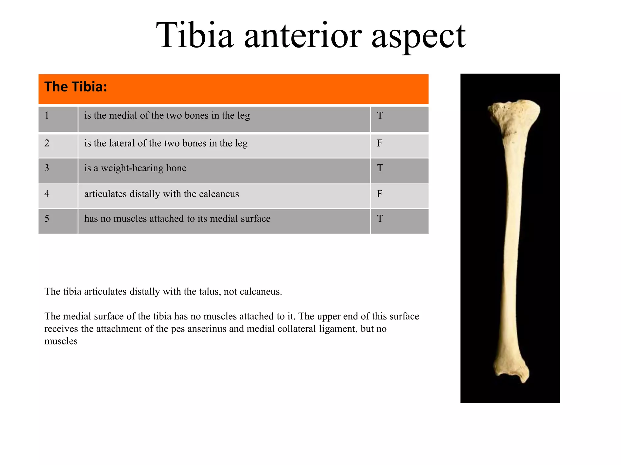 1 is the medial of the two bones in the leg T
2 is the lateral of the two bones in the leg F
3 is a weight-bearing bone T
4 articulates distally with the calcaneus F
5 has no muscles attached to its medial surface T
The Tibia:
Tibia anterior aspect
The tibia articulates distally with the talus, not calcaneus.
The medial surface of the tibia has no muscles attached to it. The upper end of this surface
receives the attachment of the pes anserinus and medial collateral ligament, but no
muscles
 