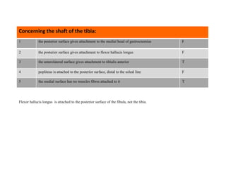 1 the posterior surface gives attachment to the medial head of gastrocnemius F
2 the posterior surface gives attachment to flexor hallucis longus F
3 the anterolateral surface gives attachment to tibialis anterior T
4 popliteus is attached to the posterior surface, distal to the soleal line F
5 the medial surface has no muscles fibres attached to it T
Concerning the shaft of the tibia:
Flexor hallucis longus is attached to the posterior surface of the fibula, not the tibia.
 