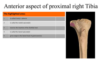1 is called Gerdy’s tubercle
2 is called the medial epicondyle
3 receives the insertion of the iliotibial tract
4 is called the lateral epicondyle
5 gives origin to the lateral head of gastrocnemius
The highlighted area:
Anterior aspect of proximal right Tibia
 