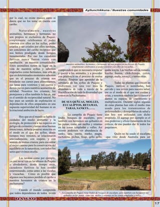 17
por lo cual, no existe musica canto ni
danza que no los tome en cuenta con
cariño.
Naturalmente, nuestros
animalitos, hermanos y hermanas, no
son propios ni exclusivos de Puquio,
simplemente celebramos el poder
convivir con ellos en los ayllus, poder
criarlos y ser criados por ellos también,
ser concientes del cariño recíproco que
nos hemos prodigado desde tiempos
inmemoriales. Por eso los cazadores
furtivos nunca fueron vistos con
aprobación en nuestras comunidades.
Estos animalitos tienen su lugar en la
vida de nuestros ayllus y sabemos
respetarlos como hermanos, mas allá de
que en determinados momentos sabemos
que en el proceso de crianza nos
brindarán sus carnes para alimentarnos,
sus lanas para vestirnos y sus cueros y
demás partes para nuestros accesorios de
utilidad. Nosotros los criamos, los
protejemos y ellos también lo hacen, ese
es el sentido de reciprocidad natural. No
hay pues un sentido de explotación ni
depredación de ellos amparados en una
supuesta superioridad del humano ni en
lairracionalambicióndelucro.
Hoy que en el mundo se habla de
cuidados del medio ambiente y la
ecología, de protección a las especies en
peligro de extinsión y tantas otras buenas
intenciones, debería ponerse atención en
el modo en el que los ayllus, desde
tiempos muy remotos, se relacionaron
adecuadamente, con respeto, y con
sentido de mutua crianza; para encontrar
el mejor camino para la conservación del
equilibrio en la naturaleza, con todos los
seres quevivimosenella.
Las tarukas como por ejemplo,
ya casi no se ven en las alturas de Puquio
y alrededores; desde tiempo atrás,
cazadores furtivos la han estado
exterminando, como antes a las vicuñas
y viscachas. Cómo es posible que
algunos nos hayamos perdido el cariño a
nuestros hermanos de crianza en la
pachamama?
Cuando el mundo comprenda
que todos dependemos de todos, recién
comprenderá que es necesario respetar
y querer a los animales, y a proceder
con prudencia en el proceso de mutua
crianza. Tendrán que aprender de la
sabiduría de los ayllus de Puquio y
podremos ver una vez más la
abundancia de vida a través de la
fructificación de toda la diversidad que
somos enlaPachamama.
DE SUS QEÑUAS, MOLLES,
EUCALIPTOS, RETAMAS,
TARAS, SANKYS…….
La campiña de Puquio tiene
lindos bosques de eucalipto, pero
también son hermosos sus qeñuales en
las punas, como sus molles y retamas
en las zonas templadas y valles. Así
mismo podemos ver abundancia de
sanky, tara, yareta, marko, paqpa,
ruchukma, pichus, lloqe, qello qello,
qantu wayta. Las hierbas salvia, romero,
hierba buena, chikchimpa, culen,
aqenqo,muña,toronjil,ytantasotras.
Todas las plantas que crecen en
Puquio, nativas o asimiladas, han
servido y nos sirven para nuestra salud,
ese es el modo en el que nos cuidan y
crían, y nosotros también las cuidamos y
damos su espacio de crecimiento y
multiplicación. Durante siglos algunas
de estas plantas han sido el medio mas
usado para los tratamiemtos de
enfermedades y desequlibrios de salud y
aún hoy son utilizadas con dicho
propósito. El aqenqo por ejemplo es el
mas poderoso y eficáz tratamiento de los
cólicos, de eso pueden dar fe todos los
puquianos.
Quién no ha usado el eucalipto
–que vino desde Australia para ser
Ayllunchikkuna / Nuestras comunidades
‘...nuestros animalitos, hermanos y hermanas, no son propios ni exclusivos de Puquio,
simplemente celebramos el poder convivir con ellos en los ayllus,...”
“...La campiña de Puquio tiene lindos de bosques de eucalipto, pero también son hermosos sus
qeñuales en las punas, como sus molles y retamas en las zonas templadas y valles...”
.Foto:JuanFranciscoTincopaCalle.Foto:JuanFranciscoTincopaCalle
 