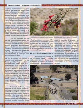 18
Ayllunchikkuna / Nuestras comunidades
acogido en nuestras tierras- no solo para
construir sus casas sino también para
tratarse afecciones bronquiales; que
puquiano arraigado no ha usado el fruto
del molle para hacer chicha y sus hojas
para tratarse de afecciones diversas. La
raíz de paqpa también para hacer chicha
y la fibra de sus hojas, junto con el lloqe,
para hacer el mas antiguo instrumento
musical de cuerda. También la tara para
combatir ciertas infecciones de las
amigdalas; la savila para tratarse
múltiples afecciones gastrointestinales;
la hierba buena para ayudar a la
digestión; y en general las muchísimas
hierbas que crecen de modo silvestre en
elcampo,paracurardolenciasdesalud.
Todo ello demuestra una vez
mas, que todas las plantas, también son
nuestro/as hermanos/as de crianza. Son
seres vivos que también sienten –para los
fanáticos occidentales debo recordarles
que ya hubieron experimentos
científicos que finalmente demostraron
lo dicho- y con quienes los runas de los
ayllus de puquio y todo el ande supimos
tejer vinculaciones de cariño que hasta
hoy no lohemosolvidado.
Por eso no dejamos de hablarles y
cantarles con sentimiento: Flor de
Romero, sillkauchay, mullichay,
tribulinaschay, qantu huaytacha,
cebadillaschay, hierba buenita…etc. y
una incontable referencia de cantos de
nuestros pueblos puquianos y
qawallaqtinos se distinguen por aquella
infinita capacidad de ternura con la que
se habla con las plantas. Eso nos alegra el
espíritu, nos regocija, nos distingue y
hace personas mas íntegras, porque el
respeto y cariño a las plantas y animales
es parte del respeto a nosotros mismos y
nuestra familia de familias que son los
ayllus.
Por todo ello, en Puquio, somos
entusiastas de una mayor forestación,
con bosques, no solo de eucaliptos sino
también de otros arboles y arbustos, que
contribuyan a contrarrestar la erosión de
los suelos y las tierras cultivables, la
creación de microclimas que favorescan
la vida de hierbas nativas y asimiladas, y
así mismo protejan contra las fuertes
heladas que muchas veces hacen difícil
nuestros cultivos de alimentos. En esta
perspectiva las iniciativas tanto
individuales como desde las entidades
de gobierno y no gubernamentales, han
de ser bien recibidas en función de su
conistenciadelargoplazo.
DE SUS CRIANZAS Y CULTIVOS
Puquio tiene aún la crianza de
las originarias llamas y alpacas
predominante en sus alturas, y ha
incorporado la crianza de vacunos,
equinos, ovinos y porcinos en diferente
Las flor silvestre amada del campo puquiano: Qantu huaytacha, cerca a laguna de Urabamba
Con las vaquitas, los burros, y los carneros..Arreo de la crianza, en el ayllu de Chaupi
grado de intensidad de acuerdo a su
entorno ecológico. Las vaquitas
puquianas son ya un miembro
indesligable de nuestra cultura de
crianza, son ellas las que nos brindan
esos quesitos sabrosos y también nos
alimentan con su carne, una vez llegado
su momento. Un ayllu de hoy en Puquio,
es inimaginable sin las vaquitas, y los
carnertitos. Incluso los pobladores de las
alturas que viven con las llamas y alpacas
han ido incorporando paulatinamente
estos animales traidos por los europeos,
asimilándolos a su modo de vida
ancestral.
FotoJuanFranciscoTincopaCalleFotoJuanFranciscoTincopaCalle
 