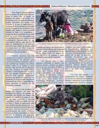 19
Ayllunchikkuna / Nuestras comunidades
Pero Puquio también continúa
con la crianza de animalitos menores
como el nativo Cuy, el conejo, las
gallinas, los patos, y los credos. Una
familiaquevivevinculadaalachakrano
podría concebirse sin incluir estas
crianzas. Y es que, la supervivencia y
mantención de las familias en el campo,
desde la llegada de los invasores, fue un
desafío que lograron vencer nuestros
abuelos en base a la continuidad y
recreación de su costumbre de crianzas,
y de este modo, pese a las condiciones
de opresión económica y estatal, fueron
comunidades autosuficientes en sus
necesidades básicas; algo que los 30
años de globalización y la violencia
terrorista, han tratado de destruir para
incorporarnos al libre mercado
capitalista, que solo siembra ilusiones y
pobresas ennuestrospueblos.
Nuestros ancestros, han sido
creadores por exelencia, cultivadores y
“domesticadores de plantas” para
convertir sus frutos en alimentos. Esta es
una cualidad que ningúna otra cultura
puede exibir en el mundo al nivel
nuestro. Mas del 70% de los alimentos
que hoy sostienen al mundo fueron
creados o domesticados por nosotros;
los más grandes biotecnólogos de la
historia eran aquellos antepasados
nuestros que fueron asesinados por los
españoles en la mas grande sanguinaria
destrucción de cultura y genocidio que
haya conocido la historia de las
invasionescoloniales.
Las mas de 3 mil variedades de
papas, los camotes, las ocas, las
mashuas, los ollucos, las quinuas, las
kiwichas, los frijoles, los maníes, las
maqras, los zapallos, las yucas, el maíz
en sus mas exquisitas y grandes
variedades, y una incontable variedad
de frutos y frutas, no aparecieron para
ser comidas como por encanto, no!, tuvo
que existir un proceso de investigación y
m a n e j o b i o t e c n o l ó g i c o p a r a
transformarlos de frutos silvestres
tóxicos en frutos comestibles. Nuestros
abuelos lo hicieron, esa incredible
capacidad creadora es la fuente de la
extraordinara cultura que desarrollaron
y que hoy en dia admira todo el mundo
en sus restos arquelógicos,-Machu
Pikchu, Sipan, Caral, etc- aunque no
nos consideren ni respeten y sigan
saqueandotodasnuestrasriquezas.
En puquio, pese a todo,
seguimos sembrando lo nuestro; aún
tenemos nuestros sembríos de papitas
nativas, de ocas, de quinua, de habas, y
hemos incorporado el triguito y la
cebada que vinieron desde otros
pueblos cultivadores. Los comuneros
de Qayau, Pichqachuri, Chaupi,
Qullana, San Andrés, Chilquez, Santa
Cruz, Santa Ana, Santa Rosa,
Punkuwaqa, Pamparqui, continúan
luchando por la vigencia de los cultivos
y crianzas mas sanos y convenientes a
su autosuficiencia alimentaria, con
dignidad buscan salir adelante, sin caer
en el ocio, y la fácil actitud limosnera de
esperar las “ayudas” de gobiernos y
entidades “caritativas”, que están
destruyendo la autosuficiencia y
autosostenimiento. Porque así quieren
que dependendamos de sus políticas
opresoras. Quieren destruir nuestra
cultura de vida, pero mientras haya un
runa y un ayllu vivos, tendremos
esperanzas.
Las leyes del mercado y la
globalización nos trajeron confusión
con la idea de establecer monocultivos
híbridos e intensificar el uso de la tierra,
en contraposición a nuestros conceptos
Las vaquitas puquianas son ya un miembro indesligable de nuestra cultura de crianza
“...tuvo que existir un proceso de investigacion y manejo biotecnológico para transformarlos de
frutos silvestres tóxicos en frutos comestibles. Nuestros abuelos lo hicieron...”
FotoJuanFranciscoTincopaCalleFotoJuanFranciscoTincopaCalle
 