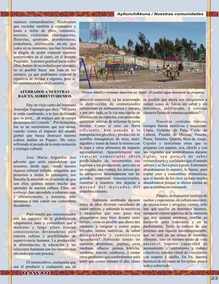 23
Ayllunchikkuna / Nuestras comunidades
músicos extraordinarios. Tendríamos
que recordar también a centenares y
hasta a miles de ellos, cantantes,
arpistas, violinistas, charanguistas,
flautistas, quenistas, acordeonistas,
pinkulleros, chirisuyeros, etc.etc. que
todos en su momento, nos han brindado
la alegría de poder expresar nuestros
sentimientos en el canto, en el huayno
Puquiano. Tenemos gratitud hacia todos
ellos, hemos de recordarlos por siempre,
no es posible hacer una lista de los
mismos, ya que podríamos cometer la
injusticia de olvidar a algunos, pero sí,
lostenemosatodos enelcorazón.
AFERRADOS A NUESTRAS
RAICES, SOBREVIVIREMOS
Hay un viejo canto del hermano
Atawalpa Yupanqui que dice: “Mi tierra
te están cambiando, o te han disfrazado
que es peor,…ah malaya que se rompa
pa siempre mi Corazón.”. Por momentos
ese es un sentimiento que nos acosa,
cuando vemos el impacto del mundo
global que busca destrucir nuestra
cultura andina en Puquio. Me estoy
refiriendo al pecado de la mala imitación
y elplagiocultural.
Jose Maria Arguedas nos
advertía que sería escandaloso que
nosotros, desde aquí –desde nuestra
riqueza cultural infinita- tengamos que
ponernos a imitar lo extranjero; nos
llamaba la atención en el sentido de que
son ellos quiénes tienen mucho que
aprender de nuestra cultura. Ellos, sin
embargo, han aprendido a robarnos más
y eficientemente, y nosotros, solo
atinamos a mal copiar sus costumbres
decadentes.
Pues resulta que entusiasmados
con los espejitos de la globalización
adopatamos usos y costumbres que a
mediano y largo plazo traeran
consecuencias devastadoras para
nuestra cultura y posibilidades de
supervivencia humana: La producción,
la alimentación, la educación y las
relaciones humanas son los campos mas
afectadospor esteproceso.
El monocultivo, cualquiera que
sea el producto y cualquiera sea su
atractivo comercial, ya ha ocasionado
la destrucción de comunidades
campesinas en norteamérica y europa,
y por otro lado, es la vía mas rápida de
eliminación de especies, con pesticidas
químicos; además de enfermar la tierra
misma. Como si esto no fuera
sificiente, han pasado a la
manipulacion génetica y producción de
semillas trasngénicas de soya, maíz,
algodón y tratan de hacer lo mismo con
la papa y otros alimentos de impacto
agroindustrial. Aparentemente sus
v e n t a j a s c o m e r c i a l e s a b r e n
posibilidades de incrementar sus
ingresos a los productores, pero eso es
un engaño, una trampa; los únicos que
se enriquecen inmensamente son las
grandes empresas transnacionales,
mientras a nosotros nos dejarán a
m e r c e d d e l m e r c a d e o d e l
empobrecimiento.
Habiendo sembrado durante
miles de años diversas variedades de
papas nativas, y sabiendo lo nutritivas
y exquisitas que son, pues nos
alimentaron muy bien durante tanto
tiempo, cómo es posible que ahora nos
vayamos a resignar a comer papas
hibridas, menos nutritivas, de sabor
desagradable y consistencia
aguachenta? Habiendo tenido en
nuestras despensas, papitas, ocas
mashuas, ollucos, quinua, kiwicha,
verduras, macras, calabazas, y tantos
otros productos que sembrabamos para
tener que comer durante el año, cómo
es posible que ahora nos resignemos a
comer sopas de fideos sin sabor y sin
nutrientes, salchipapas, ó comidas
chatarrallenasdevenenosquímicos?
Nuestras comidas típicas,
siempre fueron nutritivas y exquisitas:
Llipta, Gelatina de Pata, Caldo de
Cabeza, Picante de Quinua, Patachi,
Pusra, Tamales, Qapchi, Seco de Ataqo,
Cuysito y tantísimas otras que se
preparan con papitas, oca, choclo y con
los vegetales que sembrábamos durante
siglos, son potajes de sabor
extraordinario y cualidades que el mundo
admira y se lleva poco a poco. Entretanto
abandonamos lo nuestro, lo bueno, para
copiar usos y costumbres alimenticias
que el mundo de los ricos ya hace mucho
abandonaron porque se dieron cuenta de
queseestabanenvenenando.
Puquio, es manantial también de
sueños y esperanzas, de cultura ancestral,
de recreaciones y progreso común, solo
hay que confiar en nosostros mismos,
recuperar ciertos aspectos de la memoria
que nos quieren arrebatar, confiar en
nuestros apus huamánis y en la
pachamama. Tener la certeza de que
tenemos una riqueza incommensurable,
que no está en las minas ni monedas
efímeras, sino en nuestro modo de vida
ancestral, nuestra capacidad de
pensamiento y sentimiento y trabajo
colectivos, nuestra virtud de vincularnos
con respeto y cariño. En fín, nuestra
herencia de ser runas de los ayllus, pese a
todoy sobre todo.
Parque infantil y complejo deportivo en “toqto”. El pueblo sigue buscando su progreso
FotoJuanFranciscoTincopaCalle
 