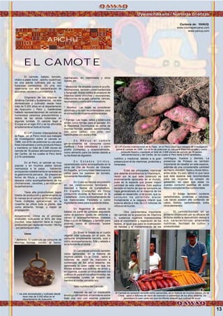 EL CAMOTE
Uywanchikkuna / Nuestras crianzas
APICHU
13
El camote, batata, boniato,
chaco o papa dulce , apichu (quechua);
es una planta cultivada por su raíz
tuberosa comestible. Es una raíz
reservante con alta concentración de
azúcares, caroteno y provitamina A.
Originario de los trópicos de
América Central y Sudamérica , ha sido
domesticado y cultivado desde hace
más de 5.000 años en el departamento
de Ayacucho ( Perú ), habiéndose
hallado representaciones de camote en
numerosos ceramios precolombinos y
restos de las raíces tuberosas en
algunas tumbas. El camote llegó a
Europa en el siglo XVI y se ha difundido
ampliamente en todo el mundo.
El CIP (Centro Internacional de
la Papa , en el Perú) inició sus trabajos
de investigación sobre el camote en
1986, con el fin de potenciar su uso para
fines industriales y como producto fresco
y mantiene un total de 3.096 clones de
camote de 18 países latinoamericanos y
del Caribe, de los cuales el Perú tiene
2,016 variedades.
En el Perú, el camote es muy
popular y en muchos platos típicos
reemplaza a la papa , habiendo
enriquecido notablemente la variedad de
la gastronomía peruana . Se prepara en
forma de fritura y cocida. El camote
destaca como acompañamiento de los
chicharrones , ceviches, y se incluye en
la pachamanca .
Tiene alta productividad, bajos
costos de producción y generalmente se
le maneja en el campo en forma natural.
Tiene múltiples aplicaciones: en la
cosecha se utiliza toda la planta, sea
como alimento, forraje, o medio de
propagación.
Actualmente, China es el principal
productor, cultivando el 83% del total
mundial; Islas Salomón tiene la mayor
producción per cápita del mundo: 160 Kg
. por persona por año.
Usos:
* Alimento: El tubérculo se consume de
muchas formas: cocido, al horno,
machacado, en mermelada y otros
dulces, etc.
* Medicinal: Se emplea contra el prurito,
hinchazones, también como bactericida
y fungicida. Actúa contra la picadura de
insectos como chinches y escorpiones,
infecciones de la piel, caracha, várices,
reumatismo y como anti inflamatorio.
* Abortivo: Las hojas se consideran
abortivas y no son recomendables para
el consumo de mujeres embarazadas.
* Forraje: Las hojas, tallos y tubérculos
sirven como forraje para el ganado. En
la República Dominicana se come de
muchas formas: asadas, sancochadas,
con coco (jalea), con piña, con
habichuelas con dulce y frita.
E n M é x i c o e l c a m o t e
generalmente se consume como
confitura ( fruta cristalizada ) o como
postre (compota), y ocasionalmente,
como alimento para los bebés debido a
su facilidad de digestión.
E n E s t a d o s U n i d o s ,
caramelizado como acompañante en la
cena del Día de Acción de Gracias.
En España , la Comunidad Valenciana lo
utiliza para los pasteles de boniato,
típicamente Navideños.
En Cuba es normal encontrarlo
en las celebraciones familiares (
Navidad o fiestas de cumpleaños).
En España (Cataluña) es típico
consumirlo durante la festividad de la
Castañada , como acompañamiento de
los tradicionales Panellets o como
ingrediente base para la pasta de éstos.
En Argentina el camote (o
batata) es parte de comidas populares
como el puchero (guiso de verduras y
carne) o acompañamientos (batatas
fritas o puré de batatas), y también para
postres, como el conocido "postre
vigilante".
En Brasil la batata es el cuarto
vegetal más cultivado en el país. Se
consume simplemente hervida, sola o
como acompañamiento, frita y salada o
en la forma de un dulce.
El Camote es conocido también
como salvavidas, en la historia de
muchos países. En la China , salvó a
millones de morir de inanición a
comienzos de los años sesenta; los
japoneses lo usan cada vez que los
tifones arrasan sus cultivos de arroz; y
en Uganda, cuando un virus devastó los
cultivos de yuca en los años noventa, las
comunidades rurales se libraron del
hambre al contar con esta raíz
Valor nutritivo del Camote:
Además de ser un implacable
enemigo del hambre, el camote es sobre
todo una raíz con enorme potencial
nutritivo y medicinal, debido a la gran
presencia en él de vitaminas, proteínas y
minerales.
Entre las principales vitaminas
que detenta encontramos la Vitamina A ,
razón por la que este tubérculo es
enormemente apreciado en el mundo,
pues es la especie que posee mayor
cantidad de esta vitamina. Esto explica
también el hecho de que su consumo se
haya generalizado en la mayoría de los
países en desarrollo, a tal punto, que su
consumo ha permitido atacar
frontalmente a la ceguera infantil que
todavía afecta a más de 2,5 millones de
niños en el mundo.
Otra característica importante
del camote es la presencia de Vitamina
C, sustancia orgánica imprescindible
para el crecimiento y reparación de los
tejidos, al igual que para la cicatrización
de heridas y el mantenimiento de los
cartílagos, huesos y dientes. La
presencia de Potasio es también
importante de resaltar en esta especie,
además de una considerable cantidad
de Hierro,Almidón, Sodio y Ácido fólico,
entre otras. Es esto último lo que hace
que esta especie sea recomendada
para las mujeres en estado de
gestación, en caso que estas no
puedan consumir pastillas de acido
fólico o complementos nutricionales.
El follaje también contiene
carbohidratos, proteínas y celulosa.
Las raíces poseen alto contenido de
calcio, fósforo, carbohidratos, entre
otros elementos.
El camote/boniato es un
alimento reconocido por su eficacia en
la lucha contra la desnutrición debido a
sus características altamente
nutritivas, facilidad de cultivo y
productividad.
Cortesía de: YANUQ.
www.cocinaperuana.com
www.yanuq.com
El CIP (Centro Internacional de la Papa , en el Perú) inició sus trabajos de investigación
sobre el camote en 1986, con el fin de potenciar su uso para fines industriales y como
producto fresco y mantiene un total de 3.096 clones de camote de 18 países
latinoamericanos y del Caribe, de los cuales el Perú tiene 2,016 variedades.
Foto:CortesíadeGoogle
El Camote es conocido también como salvavidas, en la historia de muchos países. En la
China , salvó a millones de morir de inanición a comienzos de los años sesenta; los
japoneses lo usan cada vez que los tifones arrasan sus cultivos de arroz
Foto:CortesíadeGoogle
“...ha sido domesticado y cultivado desde
hace más de 5.000 años en el
departamento de Ayacucho...”
 