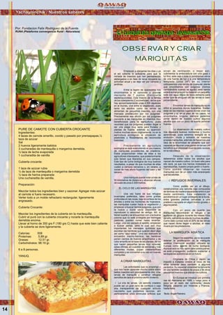 Yachayninchik / Nuestros saberes
14
PURE DE CAMOTE CON CUBIERTA CROCANTE
Ingredientes:
4 tazas de camote amarillo, cocido y pasado por prensapapas.½
taza de azúcar
Sal
2 huevos ligeramente batidos
3 cucharadas de mantequilla o margarina derretida.
½ taza de leche evaporada
1 cucharadita de vainilla
Cubierta crocante:
1 taza de azúcar rubia
¼ de taza de mantequilla o margarina derretida
½ taza de harina preparada
Una cucharadita de vainilla.
Preparación:
Mezclar todos los ingredientes bien y sazonar. Agregar más azúcar
al camote si fuera necesario.
Verter todo a un molde refractario rectangular, ligeramente
engrasado.
Cubierta Crocante:
Mezclar los ingredientes de la cubierta sin la mantequilla.
Cubrir el puré con la cubierta crocante y rociarle la mantequilla
derretida encima.
Llevar al horno de 350 grs F (180 grs C) hasta que este bien caliente
y la cubierta se dore ligeramente.
Calorías: 508
Proteínas: 5.89 gr.
Grasas: 12.51 gr.
Carbohidratos: 98.19 gr.
6 a 8 personas.
YANUQ.
Empiezan a alargarse los días y ya
el sol calienta lo suficiente para que la
miríada de insectos que han permanecido
aletargados o en fase de larva recupere su
actividad anual y se deje ver por campos y
jardines.
Entre la legión de aparecidos nos
encontramos a la conocida y popular
mariquita de 7 puntos (Coccinella
septempunctata). Este insecto de la familia
de los coleópteros (Coccinellidae), de los que
hay aproximadamente unas 4.500 especies
en el mundo, vive entre la vegetación, pues
tanto los adultos como las larvas se
alimentan de pequeños insectos, con una
marcada predilección por los pulgones.
Precisamente esa afición por los pulgones
convierte a las mariquitas en insectos muy
beneficiosos para la agricultura, pues
recordad que los pulgones pueden llegar a
ser una plaga muy seria para frutales y
plantas de huerta; además su aparición
motiva muchas veces (lógicamente, no en la
agricultura ecológica) la utilización de
pesticidas y fitosanitarios de reconocida
toxicidad.
Precisamente en agricultura
ecológica se está extendiendo el uso masivo
de mariquitas procedentes de criaderos.
Éstos proporcionan miles de ellas a los
agricultores interesados, que posteriormente
solo tienen que liberarlas en sus campos.
Este tipo de lucha biológica da muy buenos
resultados, a pesar de que muchas de ellas
vuelen a campos cercanos o, en verano, a
zonas de más altura huyendo del calor y del
secano.
Una mariquita puede volar a más de
50 kilómetros de distancia y alcanzar alturas
de vuelo de unos 2.000 metros.
EL CICLO DE LAS MARIQUITAS
Una vez fuera de sus refugios
invernales preferidos, tales como grietas
profundas en las rocas, bajo la corteza de los
árboles o entre los montones de hojarasca,
las mariquitas vuelan hacia la vegetación y
empiezan a buscar tiernos pulgones, que con
la nueva y dulce savia disponible se
reproducen a velocidad de vértigo. Allí, si
tienen suerte y se encuentran con una buena
colonia que no esté protegida por hormigas
pastoras, pueden comer hasta reventar.
Luego, una vez saciado el apetito, empiezan
a buscar pareja, para lo cual son muy
importantes los mensajes químicos que
excretan las hembras que quieren decir algo
así como “aquí estoy”. Una vez realizado el
encuentro macho-hembra, las hembras
ponen cientos de huevos arracimados y de
color amarillo en la base de las plantas, de los
que nacen pequeñas larvas muy voraces;
estas últimas, en cuestión de semanas y tras
diferentes mudas, pupan (metamorfosis
completa) y se convierten a su vez en nuevas
mariquitas.
A CRIAR MARIQUITAS…
Las actividades que os propongo y
que nos harán aprender mucho sobre estos
bellos insectos son principalmente dos: criar
larvas de mariquita y construir refugios
sencillos de cara al próximo otoño- invierno.
√ La cría de larvas. Un sencillo criadero
puede ser un gran tarro de confitura o caja
alta transparente de cualquier artículo
navideño que podamos reciclar, allí
perforaremos unos diminutos orificios que
OBSERVAR Y CRIAR
MARIQUITAS
Utusquruta qawaspa uywasunchikUtusquruta qawaspa uywasunchik
Por: Fundacion Felix Rodriguez de la Fuente.
RUNA (Plataforma convergencia Rural - Naturaleza)
sirvan de ventilación, o mejor aún,
cubriremos la embocadura con una gasa o
tul fino; esta caja o bote lo pondremos cerca
de una fuente de luz y a una temperatura
templada (unos 24º) en su interior
colocaremos una ramita de cualquier planta
que encontremos con pulgones (iremos
cambiándola cuando se agote); esta ramita
estará sumergida por su base en un pequeño
bote con agua limpia de boca estrecha para
evitar que se ahoguen allí las larvas si caen
por accidente.
Encontrar larvas de mariquita no es
difícil si sabemos donde buscarlas. Suelen
estar en los mismos lugares donde viven los
pulgones y si, en el peor de los casos, no
encontramos ninguna, siempre podemos
poner dentro de nuestro cultivo algunos
adultos que con un poco de suerte pondrán
huevos.
La observación de nuestro cultivo
nos deparará buenos momentos y mucho
aprendizaje, pues seremos testigos de la
evolución, muda y eclosión de nuestras
propias mariquitas, además de hacernos una
idea de la enormidad de alimento que son
capaces de devorar unas pocas de larvas y el
beneficio que provocan cuando esto sucede
en la naturaleza.
Después de la observación
deberemos soltar todos los adultos que
nazcan de nuestro cultivo. Un buen sitio para
ello será, ya que nos hemos molestado en
reproducirlas, nuestro propio jardín o huerto.
Como podréis observar las nuevas
mariquitas son de un color más anaranjado
que las adultas.
√ REFUGIOS INVERNALES.
Como podéis ver en el dibujo,
construiremos una sencilla caja compuesta
de láminas de madera separadas entre sí por
medio centímetro. Esta instalación la
pondremos en un lugar protegido de la lluvia,
entre grandes piedras cercanas a una
pradera o apoyada en algún tronco grueso o
alguna pared.
Con un poco de suerte las
mariquitas encontrarán el refugio y se
apiñarán en grupos durante los meses fríos
del año, salvando la vida de muchas de ellas.
Como dato curioso solo el 20% de las larvas
que nacen libres llegan a adultas, el resto
muere por los predadores.
LA MARIQUITA ASIÁTICA
Según los expertos, ya no se puede
detener la proliferación de la mariquita
asiática (Harmonia axyridis) utilizada en
Europa como agente de lucha biológica.
Aunque aún no hay razón para preocuparse,
se está propagando, pudiendo suplantar a
las especies autóctonas en un futuro.
Originaria de China y Japón, se
importó a Estados Unidos al inicio de los
años ochenta para combatir a algunos
parásitos. Su especial voracidad la convierte
en una temible cazadora de piojos y de otros
pequeños insectos que atacan los cultivos.
En Europa se introdujo por primera
vez en Alemania en 1999, y luego poco a
poco en el resto del continente, desde
Bélgica, pasando por Holanda y Francia,
hasta Italia.
Texto: Ángel Febrero.
Foto:CortesíadeGoogle
Foto:CortesíadeGoogle
 