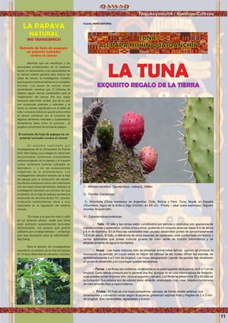Wawqinchikkuna / Nuestros hermanos
LA TUNA
EXQUISITO REGALO DE LA TIERRA
1.- Nombre cientíﬁco: Opuntia ﬁcus – indica (L.) Miller.
2.- Familia : Cactaceae.
3.- Sinonimia (Otros nombres): en Argentina, Chile, Bolivia y Perú :Tuna, Nopal, en España
:Chumbera, higos de la India o higo chumbo, en EE.UU.: Prickly – pear (pera espinosa), Higuera
chumba, ﬁcus en latín.
4.- Características botánicas :
- Tallo : El tallo y las ramas están constituidos por pencas o cladodios con apariencia de
cojines ovoides y aplanados, unidos unos a otros, pudiendo en conjunto alcanzar hasta 5 m de altura
y 4 m de diámetro. En el Perú las variedades más usuales desarrollan portes de aproximadamente
1,5 m de altura. El tallo, a diferencia de otras especies de cactáceas, está conformado por tronco y
ramas aplanadas que posee cutícula gruesa de color verde de función fotosintética y de
almacenamiento de agua en los tejidos.
- Hojas : Las hojas caducas sólo se observan sobre tallos tiernos, cuando se produce la
renovación de pencas, en cuyas axilas se hayan las aérolas de las cuales brotan las espinas, de
aproximadamente 4 a 5 mm de longitud. Las hojas desaparecen cuando las pencas han alcanzado
un grado de desarrollo y en cuyo lugar quedan las espinas.
- Flores : Las ﬂores son solitarias, localizadas en la parte superior de la penca, de 6 a 7 cm de
longitud. Cada aérola produce por lo general una ﬂor, aunque no en una misma época de ﬂoración,
unas pueden brotar el primer año, otras el segundo y tercero. Las ﬂores se abren a los 35 a 45 días de
su brotación. Sus pétalos son de colores vivos: amarillo, anaranjado, rojo, rosa. Sépalos numerosos
de color amarillo claro a rojizo o blanco.
- Frutos : El fruto es una baya polisperma, carnosa, de forma ovoide esférica, sus
dimensiones y coloración varían según la especie; presentan espinas ﬁnas y frágiles de 2 a 3 mm
de longitud. Son comestibles, agradables y dulces.
Fuente: PERÚ NATURAL
TUNA:
ALLPAPA MISKIN QUASQANCHIKExtracto de hoja de papaya:
un potente luchador
contra el cáncer
Mientras que los cientíﬁcos y los
principales profesionales de la medicina
hacen un llamamiento a las capacidades de
la ciencia médica general para reducir las
tasas de cáncer, la investigación muestra
que la guerra contra el cáncer es un completo
fracaso. Las tasas de cáncer están
aumentando, mientras que 10 millones de
dólares siguen siendo canalizados para el
“tratamiento” del cáncer. Por eso, nadie
reconoce esta triste verdad, que da un giro
con soluciones potentes y naturales y al
hacer un cambio signiﬁcativo en el estilo de
vida. La buena noticia es que la lucha contra
el cáncer comienza con el consumo de
algunos alimentos naturales y suplementos
alimenticios tales como la cúrcuma , el
jengibre o el extracto de la hoja de papaya.
El extracto de hoja de papaya es un
potente luchador contra el cáncer
U n e s t u d i o r e a l i z a d o p o r
investigadores de la Universidad de Florida
el Dr. Nam Dang y sus colegas en Japón han
documentado poderosas propiedades
anticancerígenas de la papaya y el impacto
contra numerosos tumores cultivados en
laboratorio — y sin las consecuencias
negativas de la quimioterapia. Los
investigadores utilizaron extracto de la hoja
de papaya para la conducción del estudio,
los efectos anticáncer fueron aún más fuerte
con una mayor dosis del extracto.Además, la
investigación demostró por primera vez que
el extracto de la hoja de papaya aumenta la
producción de citocinas de tipo Th1, que son
moléculas señalizadoras clave y muy
importante en la regulación del sistema
inmune.
“En base a lo que he visto y oído
en un entorno clínico, nadie que tome
este extracto experimenta toxicidad
demostrable, me parece que podría
utilizarlo por un largo tiempo — el tiempo
que sea necesario para su efectividad”,
dijo Dang.
Para el estudio, los investigadores
expusieron el extracto de la hoja de papaya
en 10 tipos diferentes de cánceres, incluidos
LA PAPAYA
NATURAL
¡NO TRANSGENICA!
Tarpukuyninchik / Nuestros Cultivos
11
Foto:JuanFranciscoTincopaCalle
Foto:CortesiadeGoogle
 