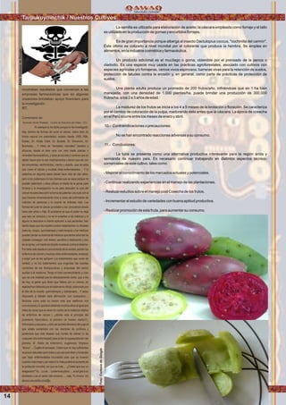 Wawqinchikkuna / Nuestros hermanos
La semilla es utilizada para elaboración de aceite; la cáscara empleada como forraje y el tallo
es utilizado en la producción de gomas y encurtidos forrajes.
Es de gran importancia porque alberga al insecto Dactulopius coccus, "cochinilla del carmín".
Este último es cotizado a nivel mundial por el colorante que produce la hembra. Se emplea en
alimentos, en la industria cosmética y farmacéutica.
Un producto adicional es el mucílago o goma, obtenible por el prensado de la penca o
cladodio. Es una especie muy usada en las prácticas agroforestales, asociado con cultivos con
especies agrícolas y/o forrajeras, cercos vivos espinosos, barreras vivas para la retención de suelos,
protección de taludes contra la erosión y, en general, como parte de prácticas de protección de
suelos.
Una planta adulta produce un promedio de 200 frutos/año, inﬁriéndose que en 1 ha bien
manejada, con una densidad de 1.000 plantas/ha, puede brindar una producción de 300.000
frutos/ha, a los 2 a 3 años de edad.
La madurez de los frutos se inicia a los 4 a 5 meses de la brotación o ﬂoración. Se caracteriza
por el cambio de coloración de la pulpa, madurando ésta antes que la cáscara. La época de cosecha
en el Perú ocurre entre los meses de enero y abril.
10.- Contraindicaciones o precauciones:
No se han encontrado reacciones adversas a su consumo.
11.- Conclusiones:
La tuna se presenta como una alternativa productiva interesante para la región árida y
semiárida de nuestro país. Es necesario continuar trabajando en distintos aspectos técnico-
comerciales de este cultivo, tales como:
- Mejorar el conocimiento de los mercados actuales y potenciales.
- Continuar realizando experiencias en el manejo de las plantaciones.
- Realizar estudios sobre el manejo post Cosecha de los frutos.
- Incrementar el estudio de variedades con buena aptitud productiva.
- Realizar promoción de esta fruta, para aumentar su consumo.
mostraban resultados que convenían a las
empresas farmacéuticas que en algunas
ocasiones brindaban apoyo ﬁnanciero para
la investigación.
RT.
Comentario de:
Norberto Sinde Robledo · Centro de Estudios del Video. CEV
Yo siempre lo he dicho porque lo he investigado.
Hay cientos de formas de curar el cáncer, sobre todo de
forma natural (no patentable). existen desde 1800. Rife,
Essiac, Dr. Hulda Clark, Dr. Budwik, Dr. Simoncini, Dr.
Burzinsky.... Y miles de "remedios naturales" baratos y
eﬁcaces, desde el áloe vera con miel hasta plantas y
remedios homeopáticos, y otras accciones y cambios que se
deben hacer que no son medicamentos y tienen que ver con
las emociones, sentimientos, mente y espiritu, que se sabe
que curan el cáncer y muchas otras enfermedades.... Y lo
sabemos en algunos casos desde hace más de cien años,
pero a los poderosos no les interesa que se sepa porque no
pueden patentarlo y ellos utilizan el miedo de la gente para
forrarse y la investigación no es para descubrir la cura del
cáncer es para descubrir la forma de patentar una cura con la
que hacerse inmensamente ricos a costa del sufrimiento de
millones de personas y la muerte de millones más. Las
formas de curar el cáncer ya existen y las conocemos desde
hace cien años o más. El problema es que el poder no deja
que esto se conozca y no se lo enseñan a los médicos y si
alguno lo descubre e intenta aplicarlo a sus pacientes, han
hecho leyes que les impiden probar tratamientos no oﬁciales
(esto es, cirugía, quimioterapia y radio terapia) y los médicos
pueden perder su licencia de médicos que tantos años les ha
costado conseguir, con dinero, sacriﬁcio y dedicación y eso
lesacojona,yelmiedolesimpiderevelarsecontraelsistema.
Portantosólodesdeelconocimientodelaverdad,podránlos
enfermos de cáncer y muchas otras enfermedades, empezar
a exigir que se les apliquen Los tratamientos que curan de
verdad, y no los tratamientos que engordan las cuentas
corrientes de las farmaceuticas y empresas del sector
auxiliar a la medicina. Tengo el total convencimiento y creo
que es una realidad que es absolutamente cierta, que a día
de hoy, la gente que dicen que fallece por un cáncer, en
realidadhanfallecidoporeltratamientooﬁcial,sobretodopor
el dúo de la muerte, quimioterapia y radioterapia... Y estoy
dispuesto a debatir esta aﬁrmación con cualquiera....
Noticias como esta no hacen más que reaﬁrmar mis
conviccionesyloquellevodiciendomuchosañosaligualque
miles de voces que se alzan en contra de la matanza médica
de enfermos de cáncer ( ¿dónde esta el principio del
juramento hipocrático, lo primero no hacer daño?).
Informarosyeducaros,ysóloasípodréisliberarosdelyugoal
que estáis sometidos con las mentiras de políticos y
poderosos que sólo desean que muráis de cáncer (o de
cualquier otra enfermedad) para evitar la superpoblación del
planeta. Sí. Hablo de exterminio, eugenesia, limpieza
"étnica".... Cogéis el concepto. Creen que no hay suﬁcientes
recursos naturales para todos y por eso permiten y fomentan
que haya enfermedades incurables para que se mueran
cuantos más mejor y así reducir lo más posible el aumento de
la población mundial, sin que se note.... ¿Creéis que soy un
exagerado?Ya....Losé....Latierraesplana....,elsolgiraasu
alrededor y es el centro del universo...., vale. Tu mismo. Un
abrazosaludableatod@s.
14
Tarpukuyninchik / Nuestros Cultivos
Foto:CortesiadeGoogle
Foto:CortesiadeGoogle
 