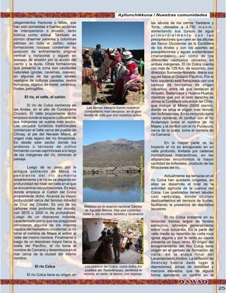 25
plegamientos fracturas o fallas, que
han sido sometidas a fuertes acciones
de intemperismo o erosión, tanto
hídrica como eólica. También es
común observar paredes y columnas
pétreas en todo el cañón, estas
formaciones rocosas conservan su
posición de enfriamiento original
vertical y horizontal y siguen en
proceso de erosión por la acción del
viento y la lluvia. Otras formaciones
que presenta la zona son cavidades
naturales (grutas, cavernas, cuevas),
en algunas de las grutas existen
vestigios de culturas pasadas, restos
humanos, objetos de metal, cerámica,
fósiles, petroglifos.
El río, el valle, el cañón
El río de Colca comienza en
los Andes, en el alto de Condorama
Crucero. El Valle propiamente dicho
empieza donde el espacio cultivable de
sus márgenes se vuelve más ancho.
Los circuitos turísticos tradicionales
comienzan el Valle cerca del pueblo de
Chivay, al pie del Nevado Mismi, el
origen más lejano del río Amazonas.
Es desde este sector donde los
andenes o terrazas de cultivo
formando curvas caprichosas a lo largo
de las márgenes del río, dominan el
paisaje.
Luego de su paso por la
antigua población de Maca, la
p e n d i e n t e d e l r í o a u m e n t a
notablemente y el río se va alejando en
profundidad del nivel del valle en el que
se encuentran las poblaciones. Es aquí
donde empieza el Cañón del Colca
propiamente dicho. Alcanza su mayor
profundidad cerca del famoso mirador
de Cruz del Cóndor. Es uno de los
cañones más profundos del mundo,
con 3670 o 3200 m de profundidad.
Luego de un descenso notable,
caracterizado por lo que los piragüistas
consideran algunos de los mejores
rápidos del hemisferio occidental, el río
toma el nombre de Majes al entrar al
Valle del mismo nombre. Finalmente y
luego de un descenso mayor hacia la
costa del Pacífico, el río toma el
nombre de Camaná y desemboca en el
mar cerca de la ciudad del mismo
nombre.
El rio Colca
El río Colca tiene su origen en
las alturas de los cerros Yaretane y
Torre, ubicados a 4,750 m.s.n.m.,
alimentando sus cursos de agua
p r i m o r d i a l m e n t e c o n l a s
precipitaciones que caen en las alturas
del flanco Occidental de la Cordillera
de los Andes y con los aportes de
precipitaciones y aguas subterráneas
(manantiales), así como de los
diferentes riachuelos ubicados en
ambas márgenes. El río Colca cuenta
con más de 129 Km. de recorrido, con
dirección Suroeste-Noreste, drena sus
aguas hacia el Océano Pacífico. Por el
lado izquierdo está flanqueado por una
cadena de montañas de origen
volcánico, entre las que destacan el
Ampato, Sabancaya y Hualca-Hualca,
mientras que por el lado derecho se
alinea la Cordillera volcánica del Chila,
que incluye al Mismi (5598 msnm),
donde se sitúa el origen más remoto
del ríoAmazonas. En su recorrido toma
varios nombres: Al confluir con el río
Andamayo toma el nombre de río
Majes; y al confluir con el río Pucayura,
cerca de la costa, toma el nombre de
río Camaná.
En la mayor parte de su
trayecto el río es encajonado en un
valle profundo, limitado por cadenas
montañosas interandinas, en las
altiplanicies encontramos la mayor
cantidad de bofedales, producto de las
filtraciones del río.
Actualmente las terrazas en el
rio Colca han quedado colgadas, en
ellas se desarrolla el total de la
actividad agrícola de la cuenca del
Colca. Las quebradas tienen taludes
casi verticales, donde ocurren
deslizamientos en tiempos de lluvias,
facilitando la presencia de depósitos
lacustres.
El río Colca presenta en su
recorrido tramos largos de fondos
estrechos, labrados generalmente
sobre roca volcánica. En la parte del
valle medio su recorrido no corta roca
ígnea alguna y por lo tanto su cauce
presenta un trazo recto. El origen del
encajonamiento del Río Colca tiene
origen en el periodo de formación de
valle, en la etapa final del
LevantamientoAndino. La deflexión de
Abancay habría dado lugar a
depresiones, zonas de debilidad y
macizos elevados, que de alguna
forma ejercieron un control en la
Los pueblos del Colca, como todos los
pueblos del Tawantinsuyu, sentimos la
música, el canto, la danza, con regocijo.
Wallatas en la reserva nacional Salidas
de Aguada Blanca. Hay que cuidarlas,
como a las vicuñas, tarukas y Guanacos
Las llamas siempre fueron nuestros
compañeros mas cercanos en la gran
familia de vida que son nuestros ayllus.
Foto:JuanFranciscoTincopaCalleFoto:JuanFranciscoTincopaCalle
Foto:JuanFranciscoTincopaCalle
Ayllunchikkuna / Nuestras comunidades
 