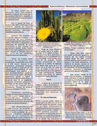 27
El mejor conservado se
encuentra entre Cabanaconde,
Huambo y Huanca. Se calcula que en
la actualidad debe existir alrededor de
10 mil hectareas de bosque de Queñua
en toda la provincia.
Ichu O césped de Puna, se
localiza entre 3800 y 4700 msnm. Esta
cubierta vegetal es utilizado
principalmente como forraje basado en
pastos naturales, destinado a
camélidos sudamericanos
Bofedal. Se localiza en
terrenos depresionados con
p r o b l e m a s d e m a l d r e n a j e ,
comprendidos aproximadamente entre
4200 y 4700 msnm. La vegetación está
compuesta de especies de porte
arrocetado y tipo cesped que
permanecen siempre verdes durante
todo el año; esta vegetación pegada al
suelo soporta un intensivo pastoreo
por parte de los camélidos
sudamericanos principalmente.
Yareta. Se localiza sobre
terrenos de topografía muy
accidentada, comprendido entre 4500
y 5 000 msnm. Debido a las
condiciones ambientales limitantes,
solo es posible el desarrollo de una
vegetación hemicriptofítica, de porte
almohadillado, muy dispersa y con
poca diversidad florística, siendo esto
más severo en los niveles altitudinales
superiores, donde es mayor la
presencia de afloramientos líticos y la
ausencia total de la vegetación.
Podemos encontrar poblaciones
alrededor de los cerros más altos y
n e v a d o s , e n l u g a r e s c o m o
Patapampa, Pampa de Arrieros,
Chucura y la bajada a Chivay.
Cactáceas columnares.
Pueden ser observadas entre los 2,300
y 3,000 m.s.n.m. crecen sólo en la
época de lluvia. Cuando las
condiciones de humedad son buenas,
los arbustos que la mayor parte del año
se observan secos reverdecen.
Tolar. Ubicado entre los 4,000
y 4,500 m.s.n.m., se encuentan en
áreas suaves con colinas y laderas de
poca a mucha pendiente, de suelos
arenosos o arcillosos y pedregosos.
Antes de los problemas de
sobreexplotación la tola media más de
1 m de alto.Ahora sólo llega a 40 cm.
Rodal de Puya Raymondi.
Se encuentra cerca al pueblo de
Huambo, en la ladera noroeste del
cerro Tururunka, se le ubica cerca de
los 3,800 m.s.n.m. La población no es
muy abundante, se han podido contar
cerca de 150 unidades. También
pueden encontrarse en menor
cantidad en el distrito de Madrigal.
Esta planta mide cerca de 8 m de
altura, 3.5 m de tallo con hojas en
forma de roseta y unos 4.5 m de
escapo floral con cerca de 2,000 flores
en cada inflorescencia. También
podemos encontrarla en algunos
distritos comoTapay y Madrigal
.
Fauna
La fauna de la provincia de
Caylloma, pese a encontrarse en un
habitat con condiciones desérticas y
de alta montaña presenta una elevada
biodiversidad. En la actualidad se han
registrado 231 especies de
vertebrados.
En Vías de Extinción
Taruca o venado andino, habita en
alturas sobre los 3500 m.s.n.m. es un
mamífero peligro de extinción, posee
sus pezuñas perfectamente
adaptadas para la marcha en terrenos
pedregosos, su tronco y cabeza son
r e l a t i v a m e n t e g r u e s o s e n
comparación con sus patas, la altura
de los ejemplares adultos al nivel de la
cruz o alto del dorso es de entre 70 a
80 cm. siendo más corpulentos los
machos. Poseen cuernos de hasta 30
cm de longitud
.
' Osjollo. Este felino presenta
una amplia distribución geográfica en
América del Sur, habita variados
hábitats desde las altas cumbres
andinas hasta las regiones costeras, no
ingresa a las áreas amazónicas. En
Caylloma es escaso, aunque en el
pasado fue más abundante a decir de
los pobladores. Se les ha registrado en
roqueríos, matorrales y pajonales
generalmente alejados del hombre.
Gato andino. Habita en las
partes altas del altiplano. En Arequipa
existe solamente un reporte formal de
su existencia, sin embargo Caylloma se
encuentra dentro de su rango de
distribución y ha sido avistado por
algunas personas.
Taruca o venado andino, habita en alturas
sobre los 3500 m.s.n.m. es un mamífero
peligro de extinción, posee sus pezuñas
perfectamente adaptadas para la marcha
en terrenos pedregosos,
“...La diversidad de pisos altitudinales, el
relieve y la exposición y otros factores
determinan la presencia de una gran variedad
de biodiversidad...”
Yareta. Se localiza sobre terrenos de
topografía muy accidentada, comprendido
entre 4500 y 5 000 msnm.
Fotos:cortesiadeLasCasitasdelColca
Fotos:cortesiadeLasCasitasdelColca
Foto:cortesíadeGoogle
Ayllunchikkuna / Nuestras comunidades
Foto:CortesíadeGoogle
 