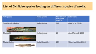 Azolla as a partial replacement of fish meal. | PPTX