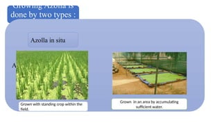 Azolla as a partial replacement of fish meal. | PPTX