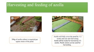 Azolla as a partial replacement of fish meal. | PPTX