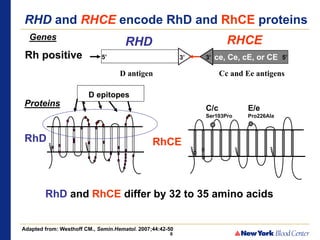 Lhd Rhd Common Session 1 - Clinical Significance of RhD | PPT
