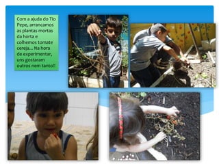 Com a ajuda do Tio
Pepe, arrancamos
as plantas mortas
da horta e
colhemos tomate
cereja... Na hora
de experimentar,
uns gostaram
outros nem tanto!!
 