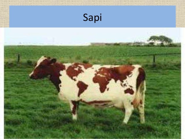 Tema Binatang Tema Binatang