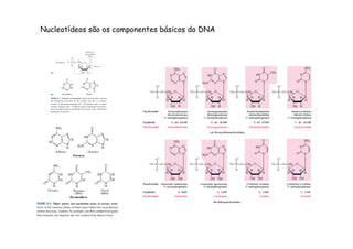 Nucleotídeos são os componentes básicos do DNA 
 
