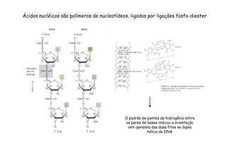 Ácidos nucléicos são polímeros de nucleotídeos, ligados por ligações fosfo-diester 
O padrão de pontes de hidrogênio entre 
os pares de bases indicou a orientação 
anti-paralela das duas fitas na dupla 
hélice de DNA 
 