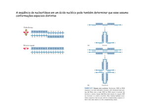 A seqüência de nucleotídeos em um ácido nucléico pode também determinar que esse assuma 
conformações espaciais distintas 
 