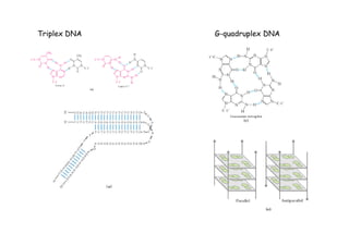 Triplex DNA G-quadruplex DNA 
 