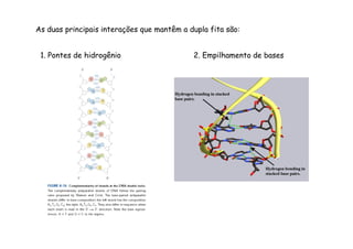 As duas principais interações que mantêm a dupla fita são: 
1. Pontes de hidrogênio 2. Empilhamento de bases 
 