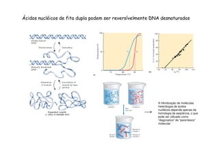 Ácidos nucléicos de fita dupla podem ser reversívelmente DNA desnaturados 
A hibridização de moléculas 
heterólogas de ácidos 
nucléicos depende apenas da 
homologia de seqüência, o que 
pode ser utilizado como 
“diagnostico” de “parentesco” 
molecular 
 